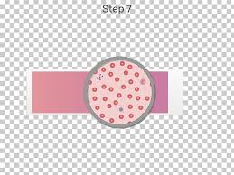 Thin film, moral and cultural construction, leaf, monochrome, flower. White Blood Cell Red Blood Cell Png Clipart Blood Blood Cell Blood Film Blood Smear Blood