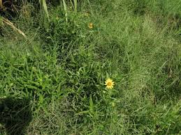 Image result for Pascalia glauca