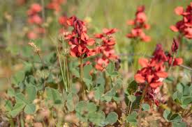 Image result for Triumfetta tomentosa