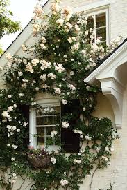 Climbing Roses Climbing Roses Dream Garden Beautiful Gardens