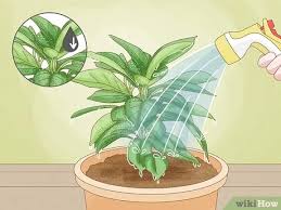 Although basil is an easy plant to grow, it does require evenly moist soil. 4 Ways To Revive A Plant Wikihow