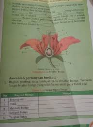  pelipatan buah semu dapat dibedakan dalam : Tolong Dijawab Soal Nya Brainly Co Id