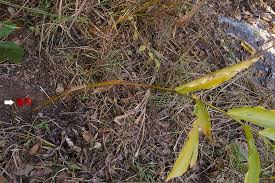Image result for Grewia rugosifolia