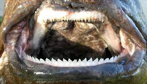 Sharks also lack a traditional urinary tract, so they concentrate urea, a waste product. Plunket S Dogfish Centroscymnus Plunketi Waite 1910 The Australian Museum
