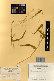 Image result for Acroceras zizanioides