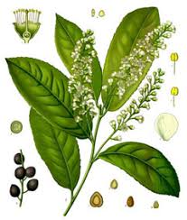 The fruit is edible, as long as caution is used to not bite the seed kernel, so that the hydrogen cyanide is not. Prunus Laurocerasus Cherry Laurel English Laurel Pfaf Plant Database