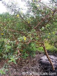 Image result for Ludwigia octovalvis