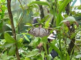 Kl butterfly park also has a wide range of preserved insects like rhinoceros beetles and praying mantises, all of which is displayed at the onsite museum. Kl Butterfly Park Attractions In Kl City Centre Kuala Lumpur