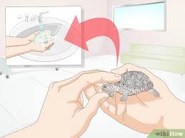 Sprinkle their favorite food or treats around the pond and maybe that will attract them. How To Keep A Turtle Healthy 12 Steps With Pictures Wikihow