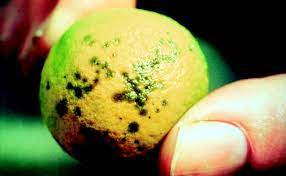 Sweet orange tree more than half girdled by a phytophthora lesion at the base of the tree. How To Identify And Treat Citrus Tree Diseases And Insects