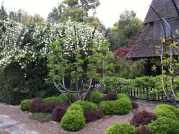 Plant your apple trees in full sun (6 to 8 hours a day) on well drained, fertile soil about 15 feet apart. Gibson Training Fruit Trees To A Trellis Home And Hearth Pinalcentral Com