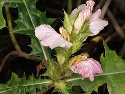 Image result for Acanthus montanus
