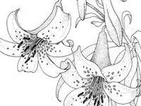 Username password router zte indihome : 800 Sabloni Ideas Coloring Pages Applique Patterns Colouring Pages