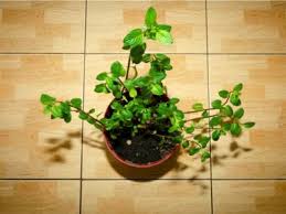 They'll bloom for months and can live for years with little care. Low Light Indoor Herbs Growing Shade Tolerant Herbs Inside The Home