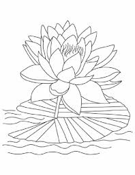 Lotus Flower Reopen And Bloom Coloring Page Lotus Flower Colors Flower Coloring Pages Flower Drawing