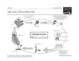 Worksheets Biology A Biology 1100 1200 Fern Life Cycle Life Cycles Plant Lessons