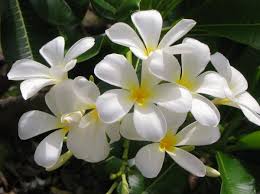 To plant a garden is to believe in tomorrow by audrey hepburn is our plant sale them for the year. Symbolic And Spiritual Meaning Of Jasmine Flowers Everything You Need To Know