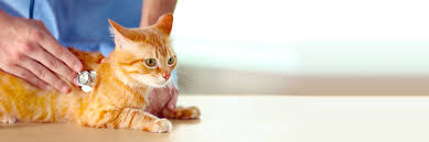 Find medicaid doctors in cicero, illinois & make an appointment online instantly! Dunkin Veterinary Hospital Serving Cicero Berwyn And The Greater Chicago Area