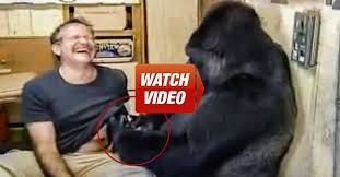 Robin Williams Talks To A Gorilla You Won T Believe What She Asks Him To Do I Can T Stop Laughing Robin Williams Robin Williams