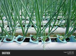 Spring Onion Vegetable Hydroponic Farm In Thailand Image Stock Photo 243011401