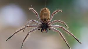 The 10 Most Venomous Spiders In Australia