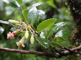 Image result for Vaccinium madagascariense