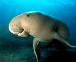 Dugongs can sometimes be seen along the ningaloo reef. The Beautiful Dugong Australia Is Home To Around 80 000 Dugongs In Its Northern Waters Dugong Ocean Animals Mammals