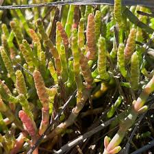 Image result for Sarcocornia natalensis