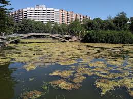 Property in seville for sale direct from owners and real estate agents. Controlando La Invasion De Flora Acuatica En El Estanque Del Parque Los Principes De Sevilla