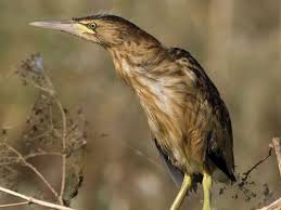 Image result for Burttia prunoides