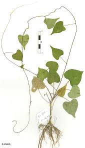 Image result for Ipomoea obscura
