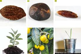 Plantez Vos Noyaux De Fruits Fruits Secs Et Olives En 2020 Arbre Fruitier Fruits Noyau Abricot