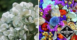 Check spelling or type a new query. Flower Drying Made Easy Gardening Channel