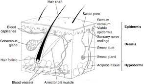 Over 234,091 human skin pictures to choose from, with no signup needed. A Diagrammatic Representation Of The Structure Of Human Skin In Cross Download Scientific Diagram