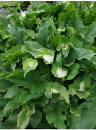 Image result for Eragrostis aethiopica