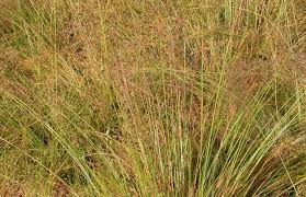 Image result for Sporobolus