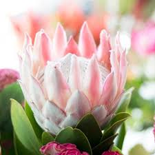Protease is released as a biologically inactive proenzyme which is activated in the gastrointestinal lumen. King Protea Diy Wedding Flowers Flower Moxie