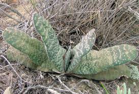 Image result for Droguetia