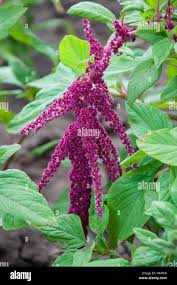 Image result for Amaranthaceae