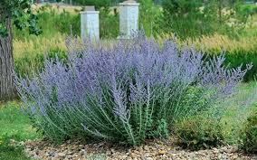 Image result for perovskia atriplicifolia 'little spire'