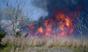 See more about what we do. Fire Crews Burn Phragmites Along Canal In Lewes Cape Gazette