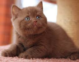 We offer kittens for sale and adoption. British Shorthair Cattery