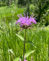 Image result for Jasminum streptopus