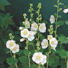 Known for their long blooming periods with deadheading annuals let you concentrate on great color choices rather than having to match the. Red White And Blue Flower Garden Planting A Flower Bed Flower Magazine