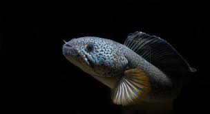 The price has since dropped to about £1,500, as seen at aquarama 2009 in singapore, but that's still a hefty outlay! Channa Barca Monsterfishkeepers Com