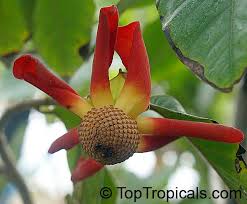 Image result for Uvaria angolensis