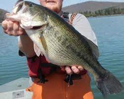 Black Bass Fishing Season Open In New York State Oswego County Nny360 Com