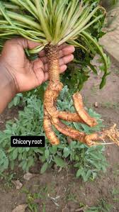 Image result for Hoslundia