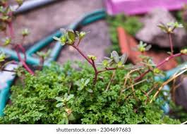 Image result for Elatinaceae
