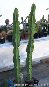 Image result for Euphorbia candelabrum
